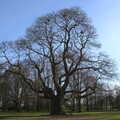 A grand old oak tree, BSCC Beer Garden Hypothermia, Hoxne and Brome, Suffolk - 22nd April 2021
