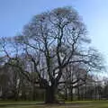 A grand old oak tree, BSCC Beer Garden Hypothermia, Hoxne and Brome, Suffolk - 22nd April 2021