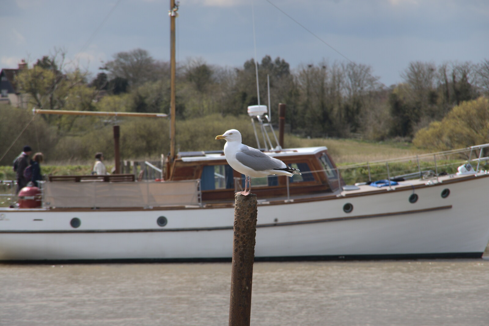 A gull perches on a post from A Chilly Trip to the Beach, Southwold Harbour, Suffolk - 2nd May 2021