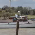 A gull perches on a post, A Chilly Trip to the Beach, Southwold Harbour, Suffolk - 2nd May 2021