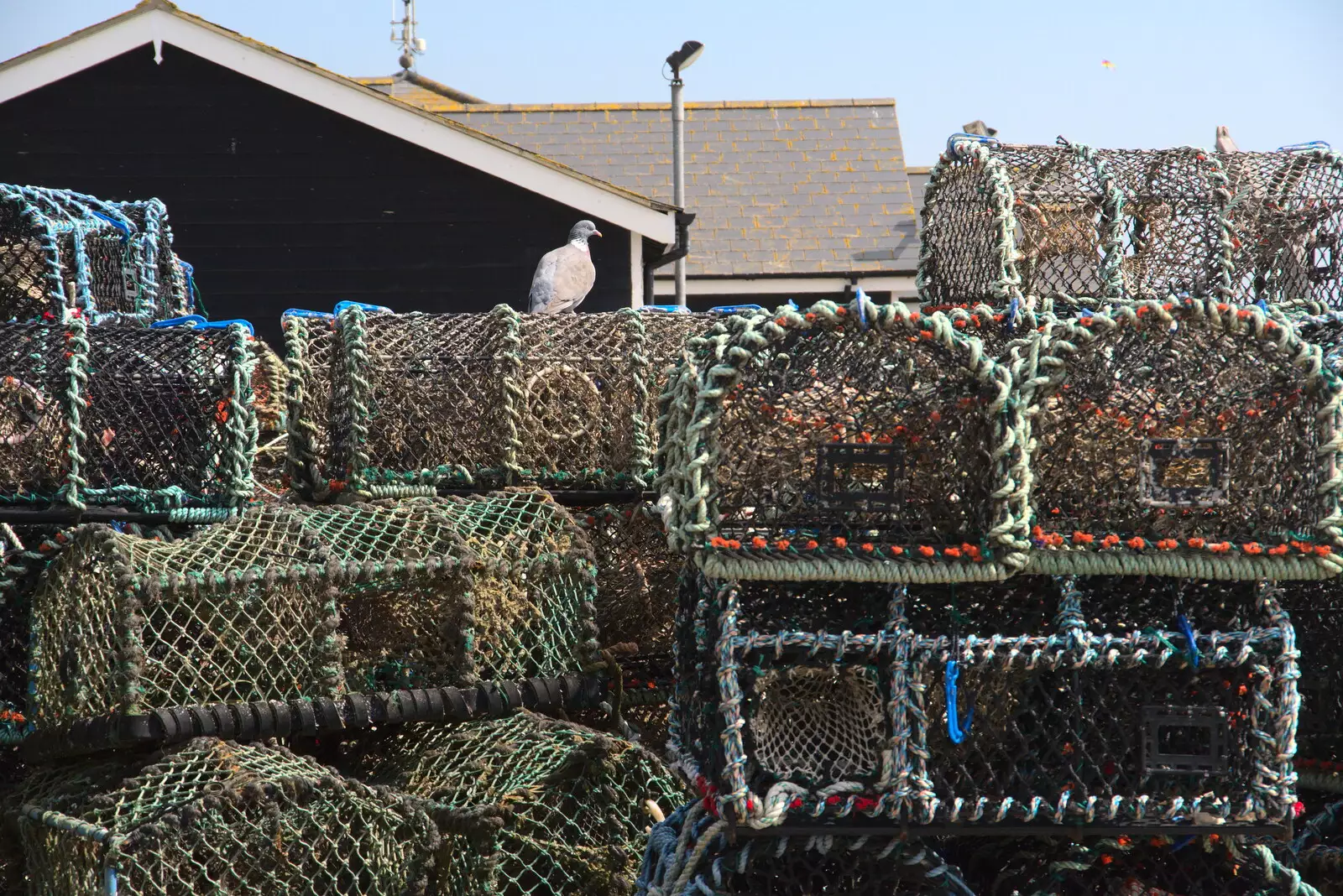 A wood pigeon on lobster pots, from A Chilly Trip to the Beach, Southwold Harbour, Suffolk - 2nd May 2021