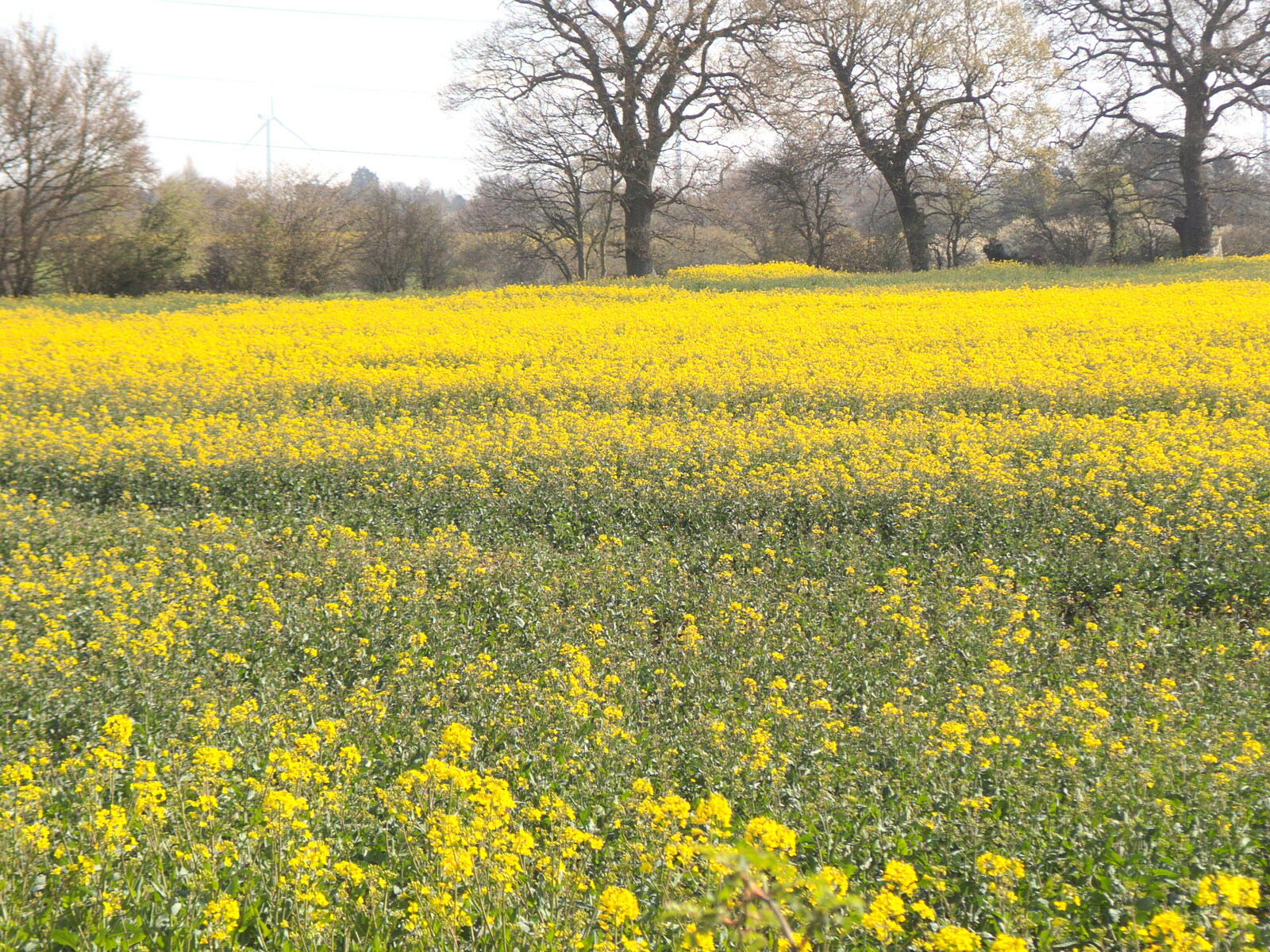 A field of oilseed from A Vaccination Afternoon, Swaffham, Norfolk - 9th May 2021