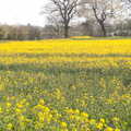 A field of oilseed, A Vaccination Afternoon, Swaffham, Norfolk - 9th May 2021