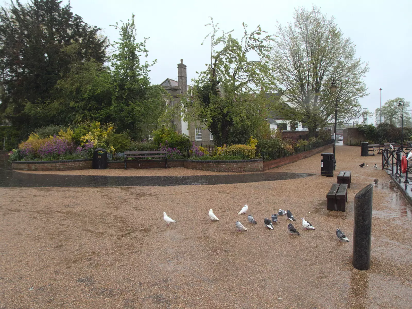 A small huddle of pigeons near the Mere, from A Vaccination Afternoon, Swaffham, Norfolk - 9th May 2021