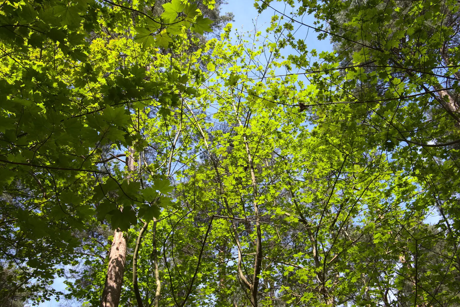 Lime-green trees, from A Vaccination Afternoon, Swaffham, Norfolk - 9th May 2021