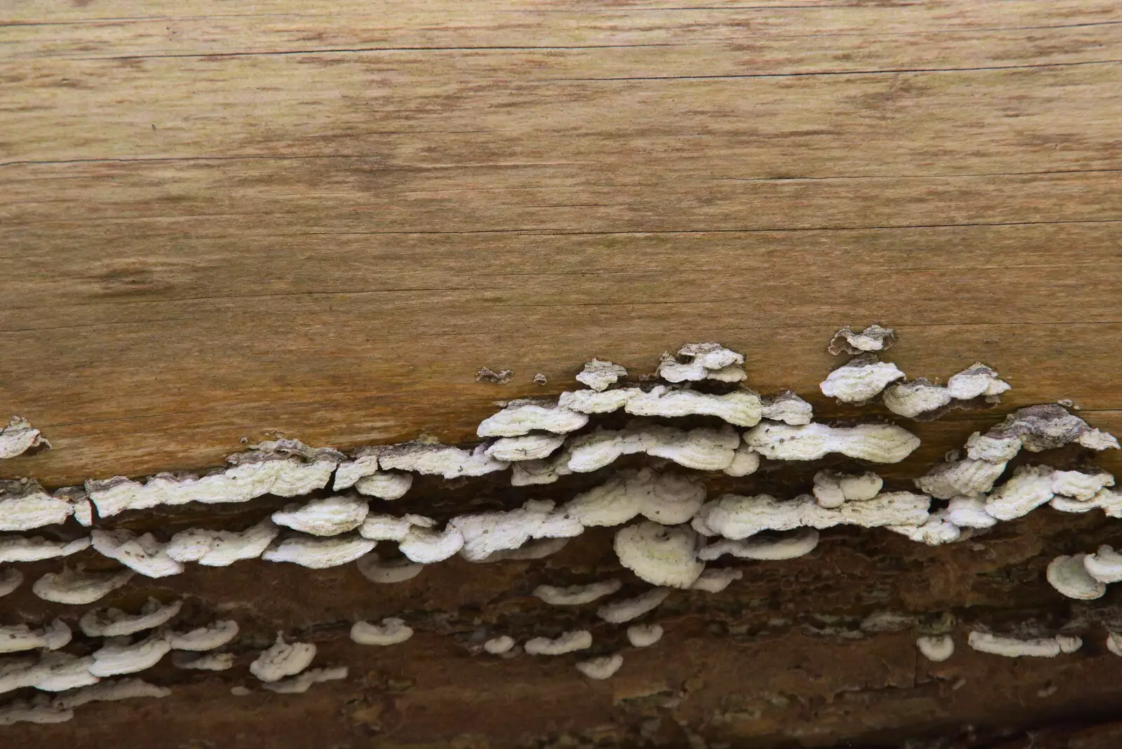 Lines of fungus on a tree stump, from A Vaccination Afternoon, Swaffham, Norfolk - 9th May 2021