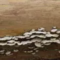 Lines of fungus on a tree stump, A Vaccination Afternoon, Swaffham, Norfolk - 9th May 2021