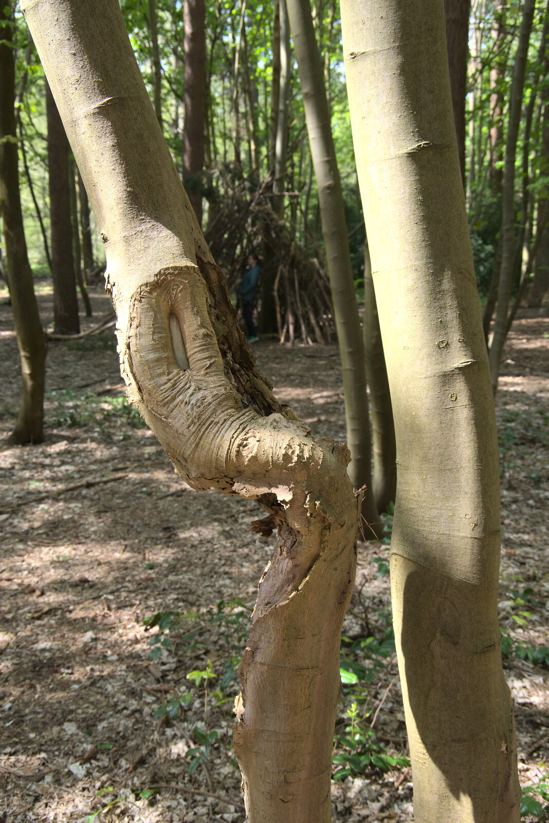A tree with an interesting kink in it from A Vaccination Afternoon, Swaffham, Norfolk - 9th May 2021