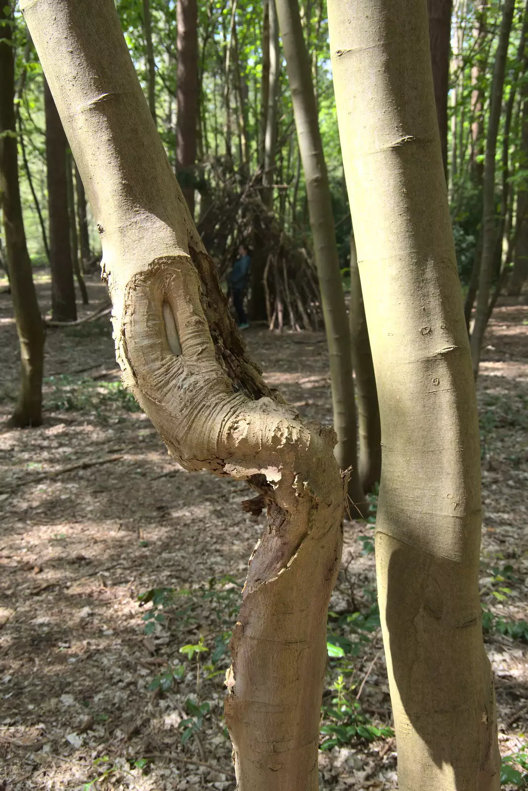 A tree with an interesting kink in it, from A Vaccination Afternoon, Swaffham, Norfolk - 9th May 2021