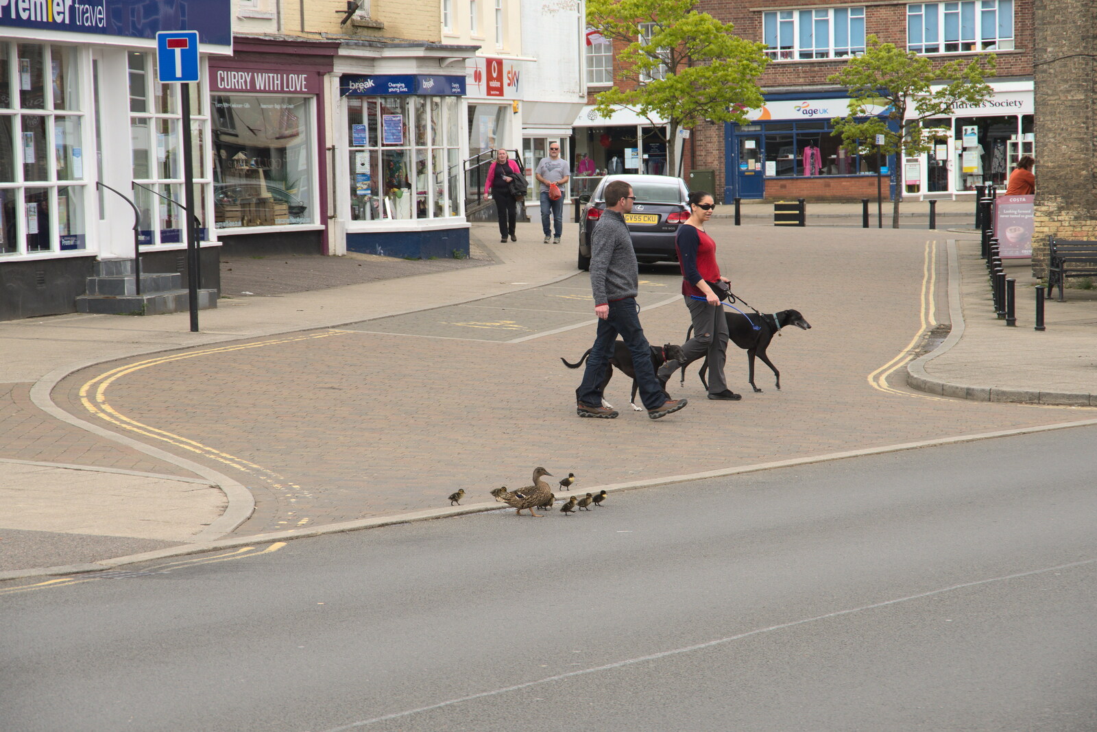 A family of ducks crosses the road from A Vaccination Afternoon, Swaffham, Norfolk - 9th May 2021