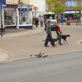 A family of ducks crosses the road, A Vaccination Afternoon, Swaffham, Norfolk - 9th May 2021