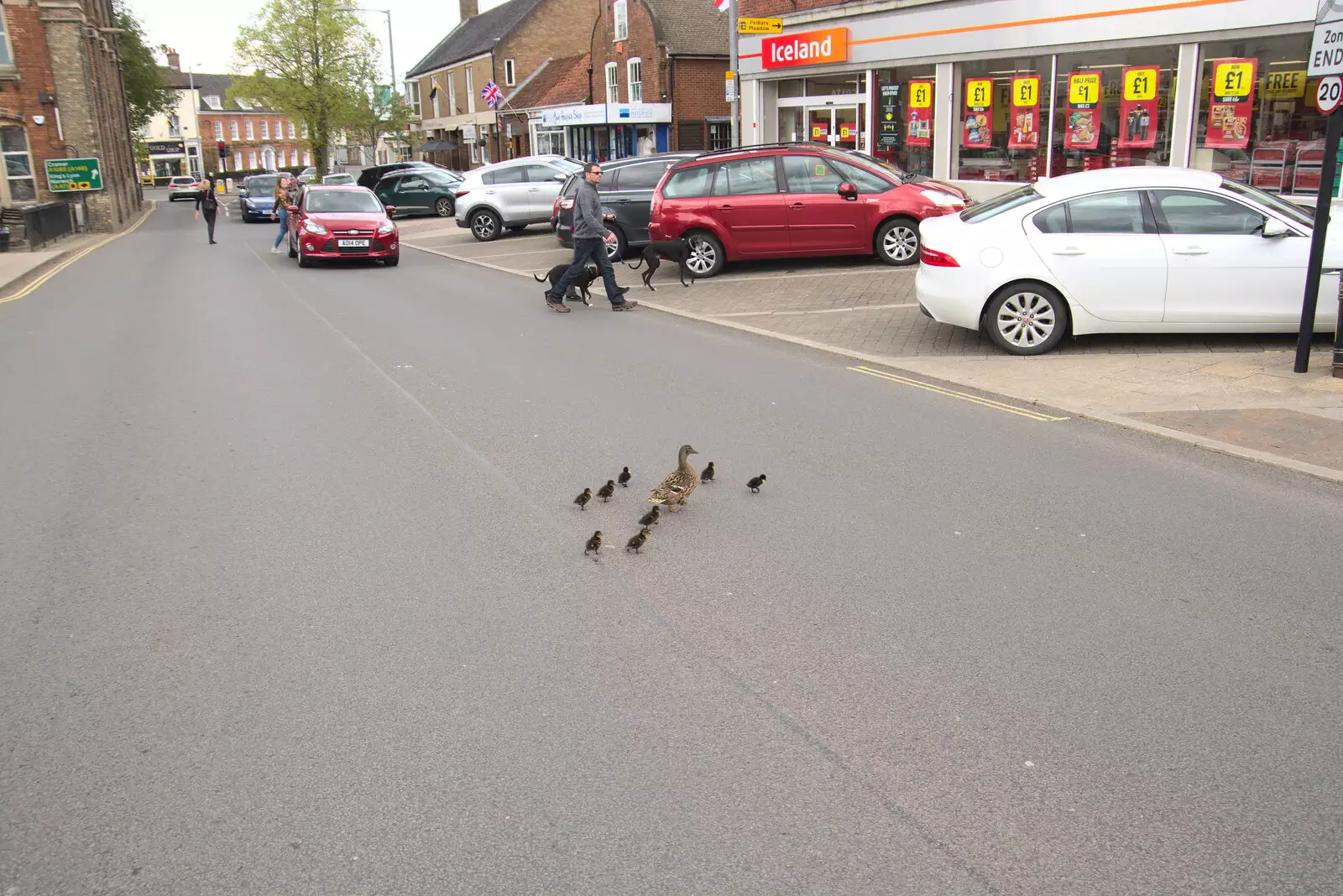 The traffic is stopped by the crossing ducks, from A Vaccination Afternoon, Swaffham, Norfolk - 9th May 2021