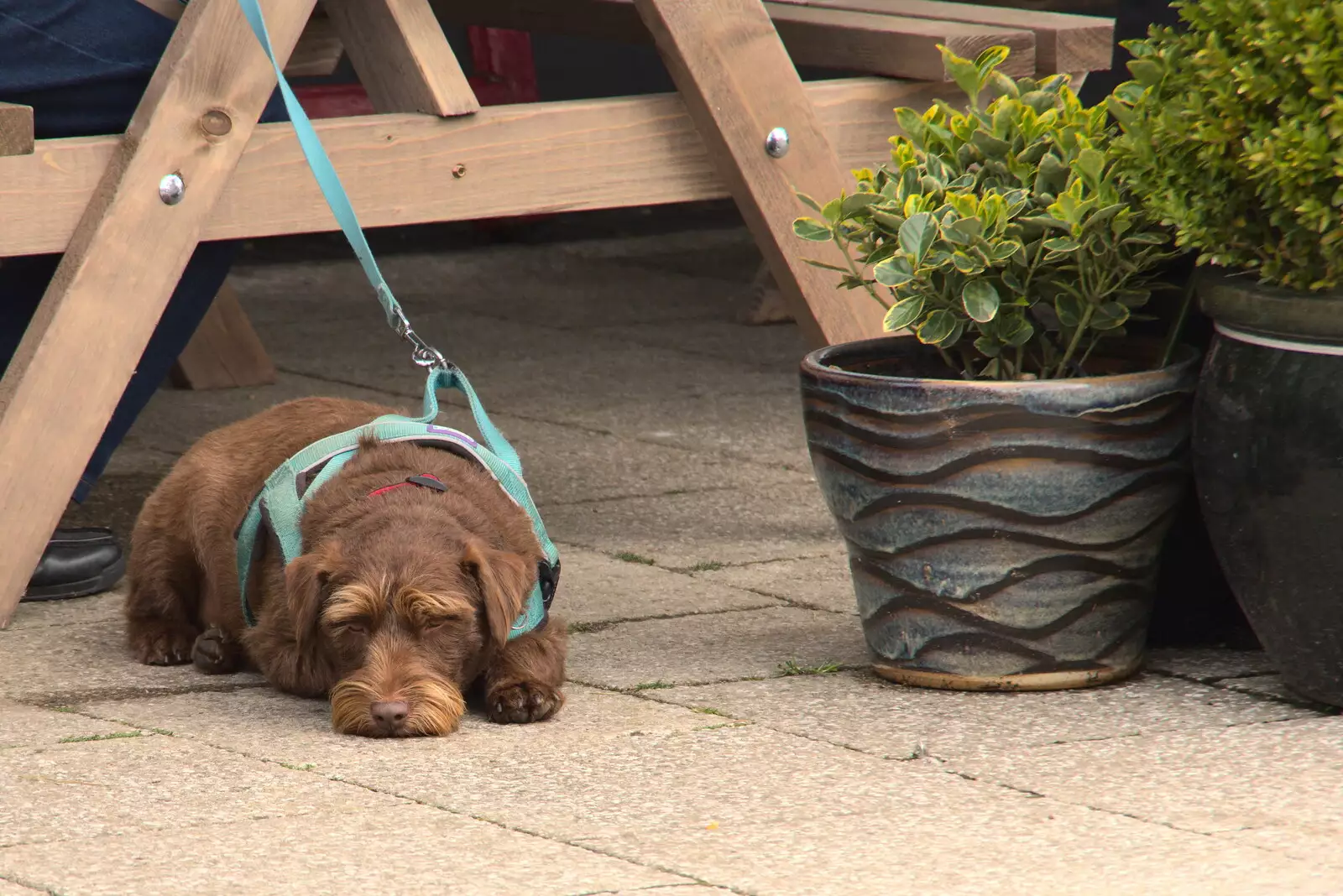 A dog looks very fed up, from A Vaccination Afternoon, Swaffham, Norfolk - 9th May 2021