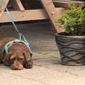 A dog looks very fed up, A Vaccination Afternoon, Swaffham, Norfolk - 9th May 2021