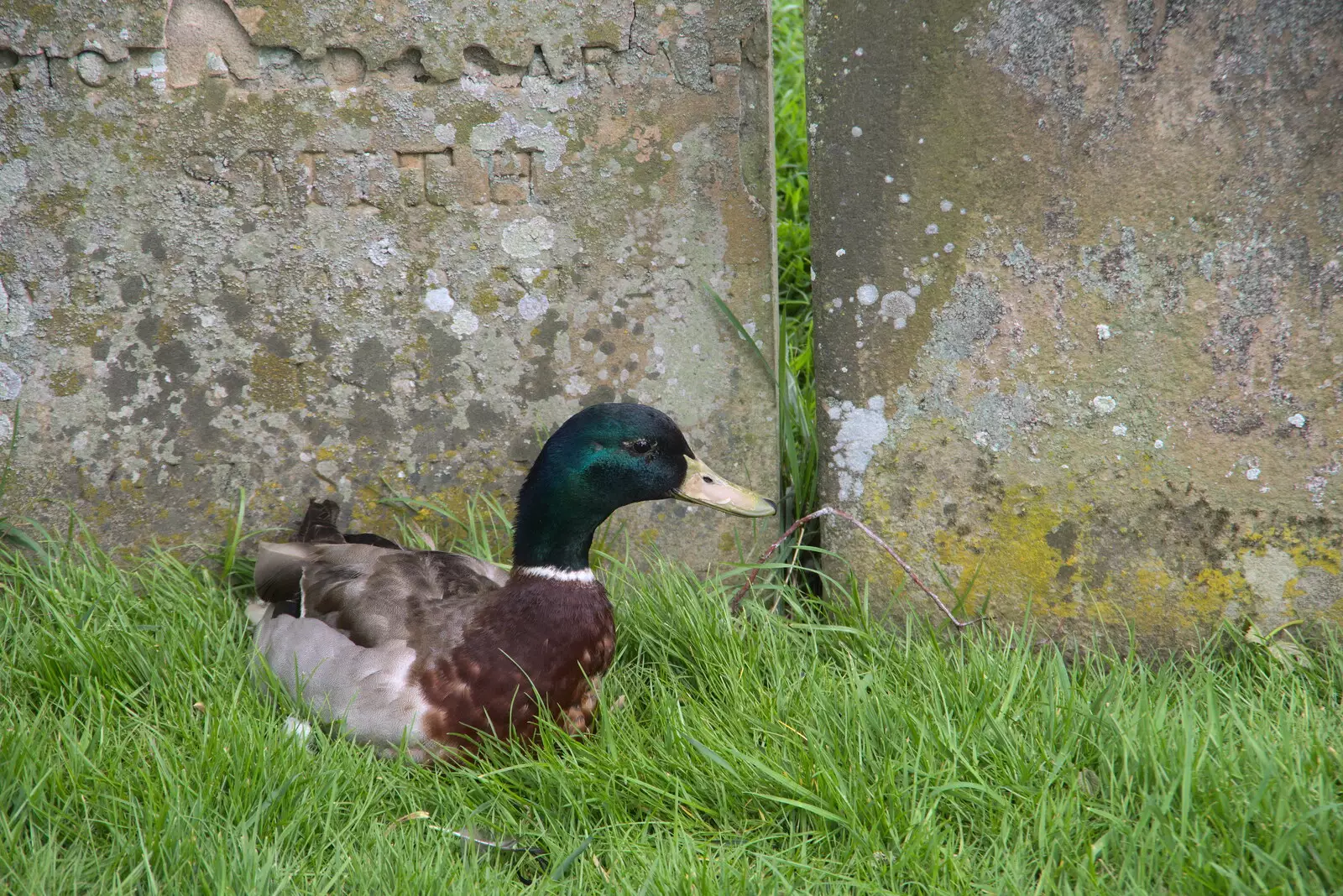 A duck nests by a gravestone, from A Vaccination Afternoon, Swaffham, Norfolk - 9th May 2021