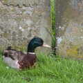 A duck nests by a gravestone, A Vaccination Afternoon, Swaffham, Norfolk - 9th May 2021