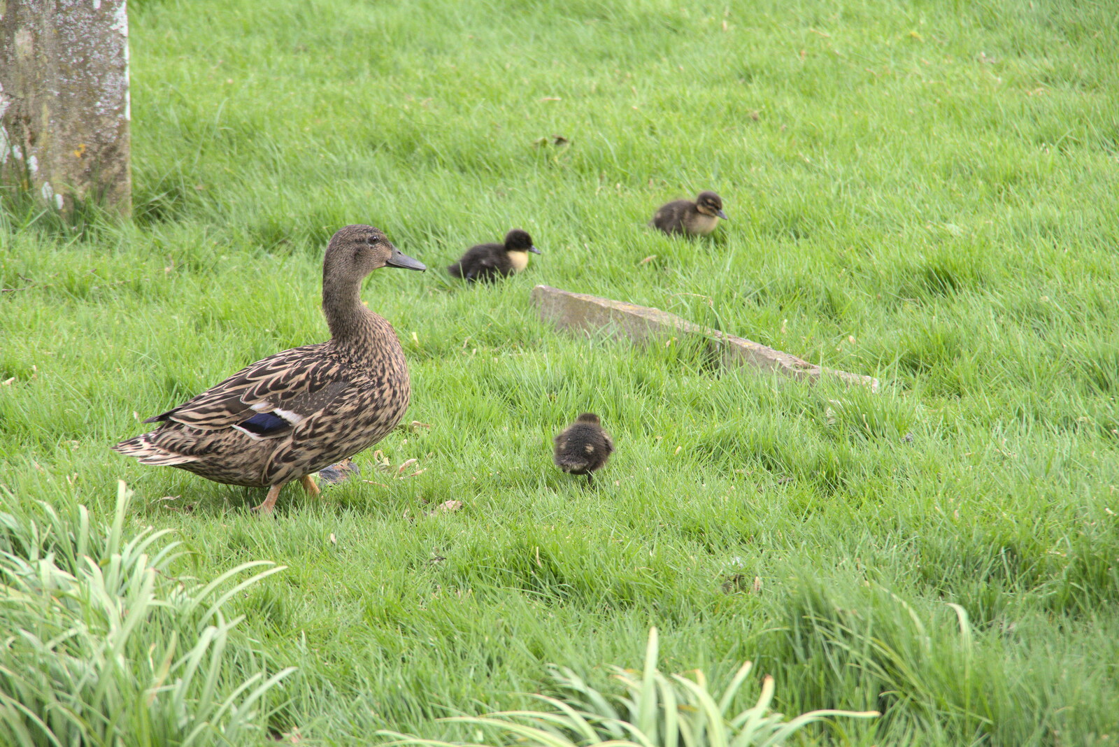 A duck with fluffy ducklings from A Vaccination Afternoon, Swaffham, Norfolk - 9th May 2021