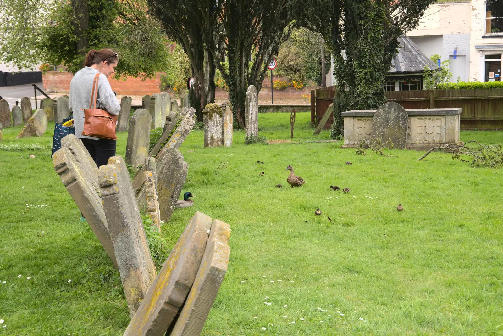 A load more ducklings, from A Vaccination Afternoon, Swaffham, Norfolk - 9th May 2021