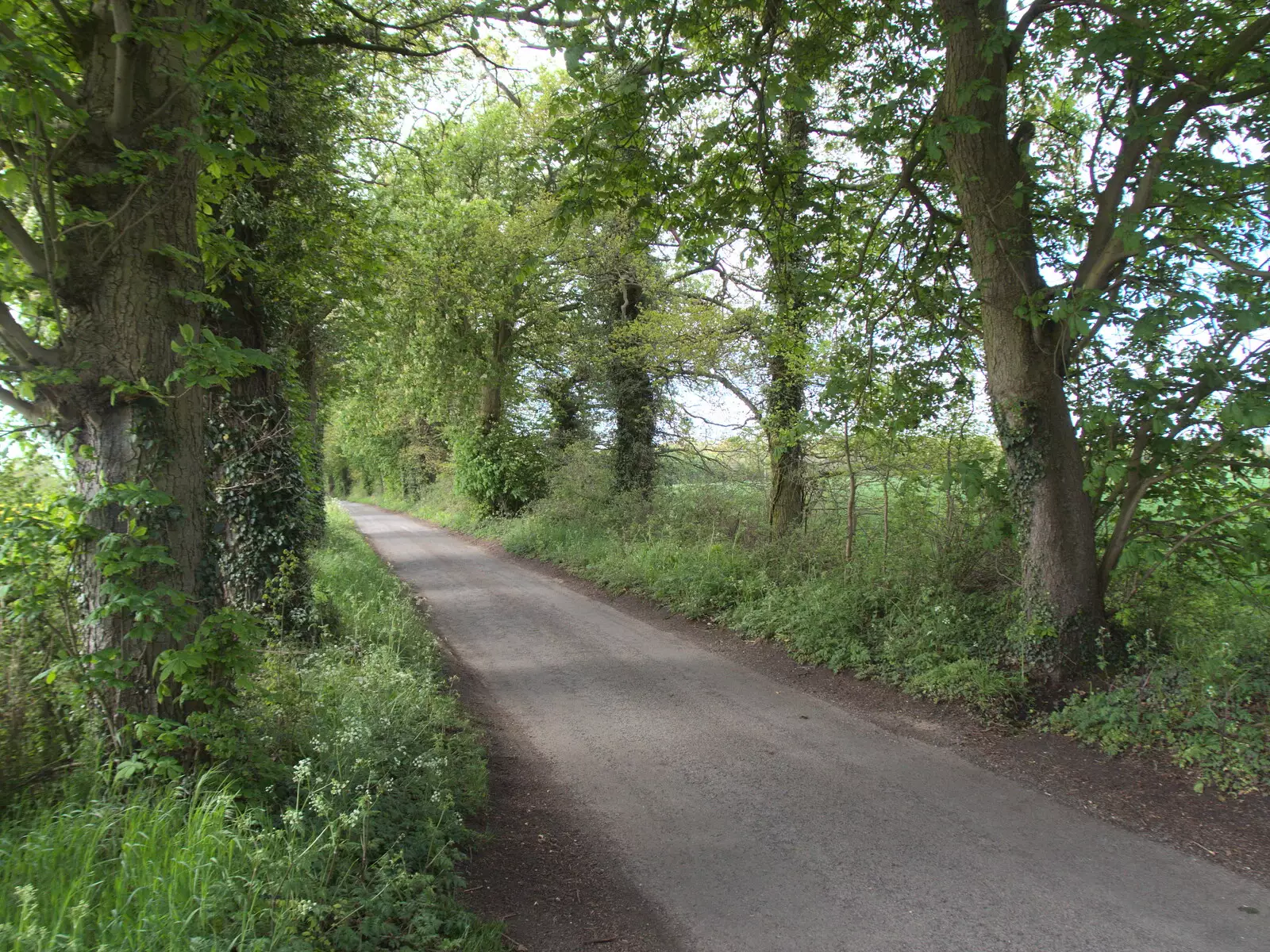 The road to Thornham is all green now, from The BSCC at the King's Head, Brockdish, Norfolk - 13th May 2021