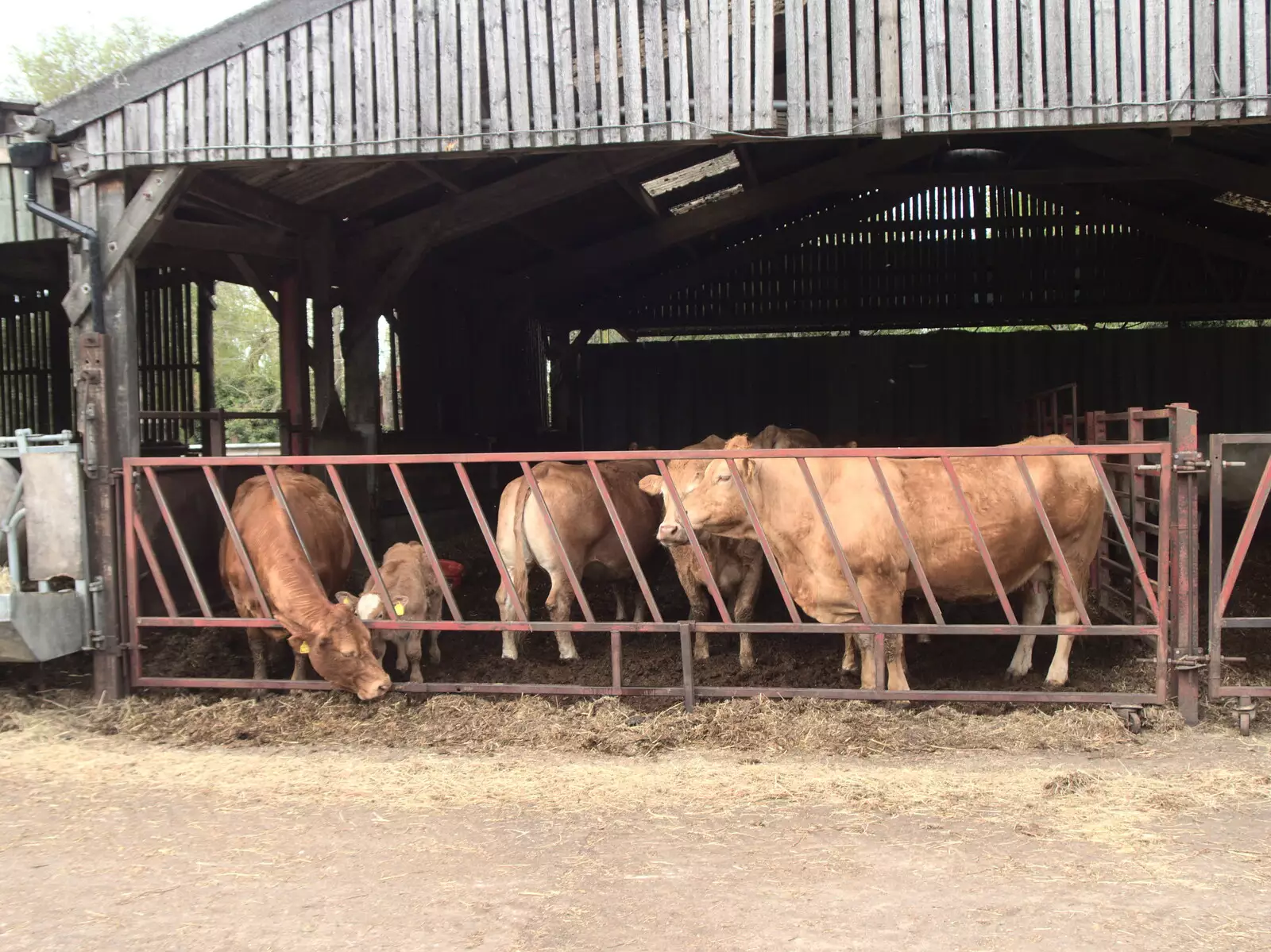 There's a calf in the bar, from The BSCC at the King's Head, Brockdish, Norfolk - 13th May 2021