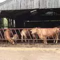 There's a calf in the bar, The BSCC at the King's Head, Brockdish, Norfolk - 13th May 2021