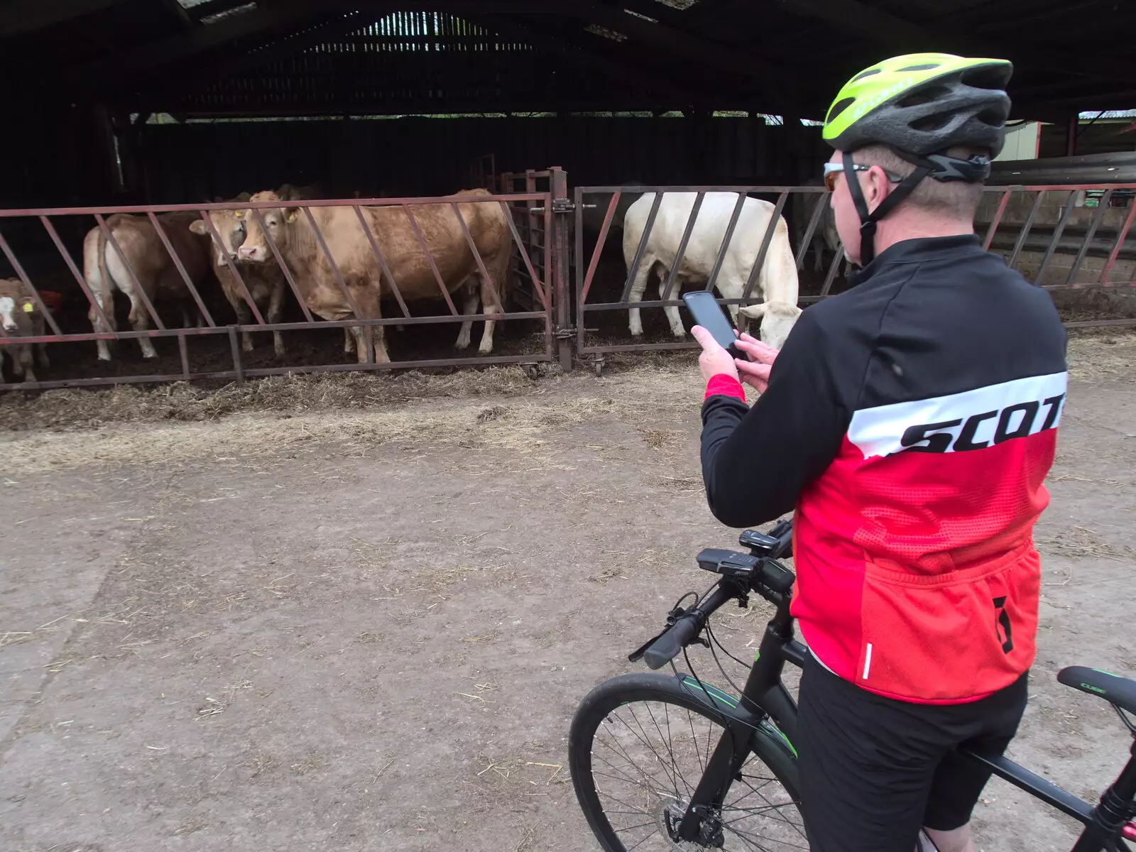 Gaz takes a photo of cows, from The BSCC at the King's Head, Brockdish, Norfolk - 13th May 2021