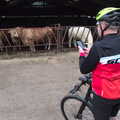 Gaz takes a photo of cows, The BSCC at the King's Head, Brockdish, Norfolk - 13th May 2021