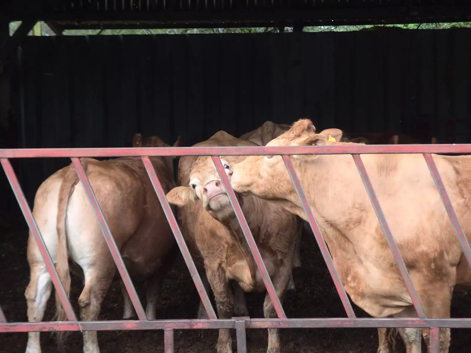 A cow gets a lick, from The BSCC at the King's Head, Brockdish, Norfolk - 13th May 2021