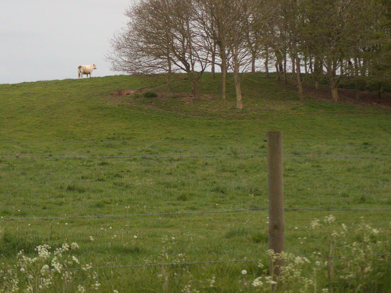 A lone cow stands on a hill from The BSCC at the King's Head, Brockdish, Norfolk - 13th May 2021