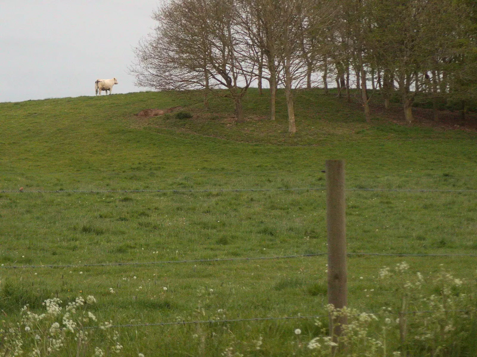 A lone cow stands on a hill, from The BSCC at the King's Head, Brockdish, Norfolk - 13th May 2021