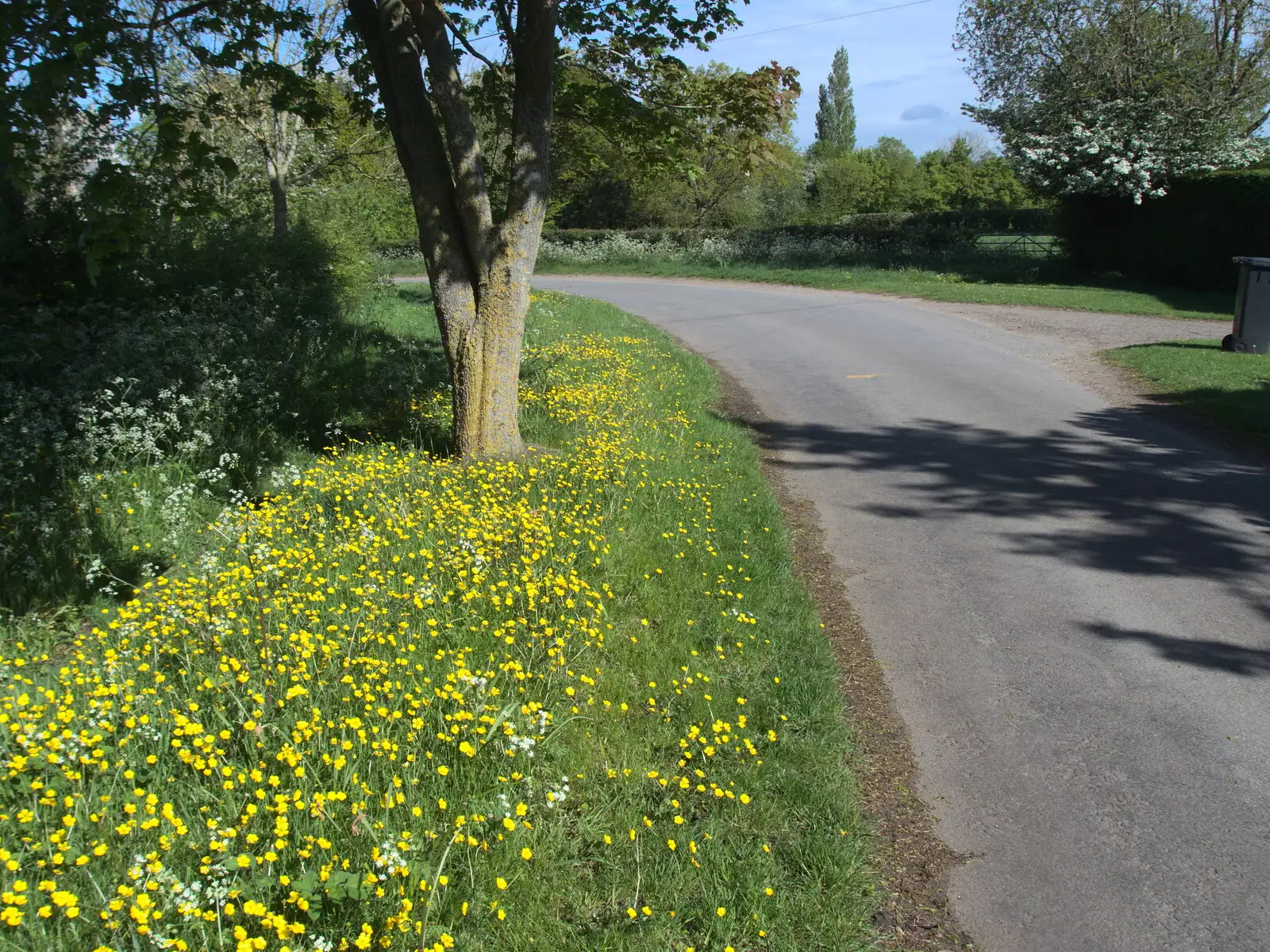 There's a bright carpet of yellow in Thrandeston, from The BSCC at the Ampersand Tap, Sawmills Road, Diss, Norfolk - 20th May 2021