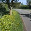 There's a bright carpet of yellow in Thrandeston, The BSCC at the Ampersand Tap, Sawmills Road, Diss, Norfolk - 20th May 2021