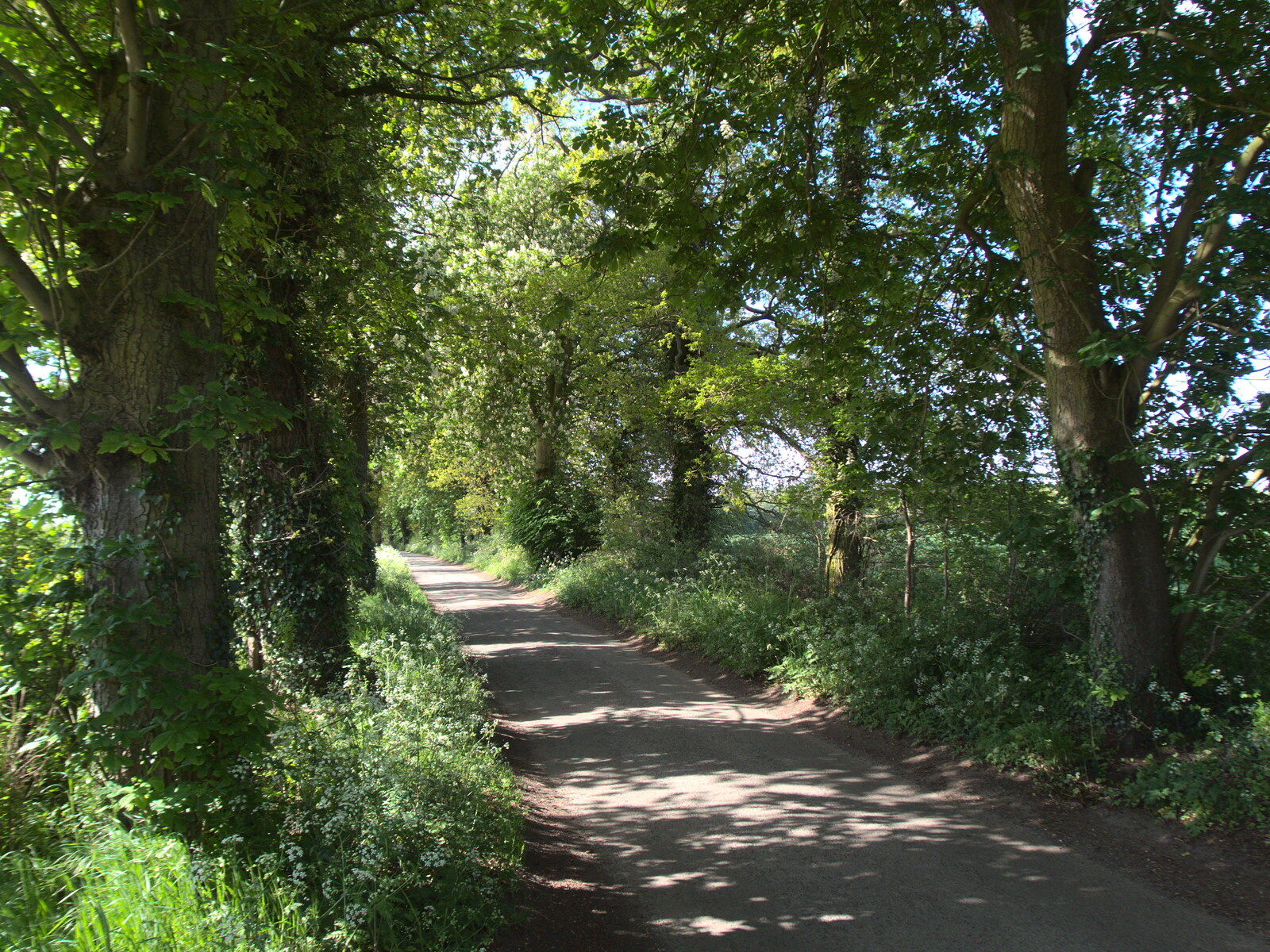 The lane to Thornham is in full leaf from The BSCC at the Ampersand Tap, Sawmills Road, Diss, Norfolk - 20th May 2021