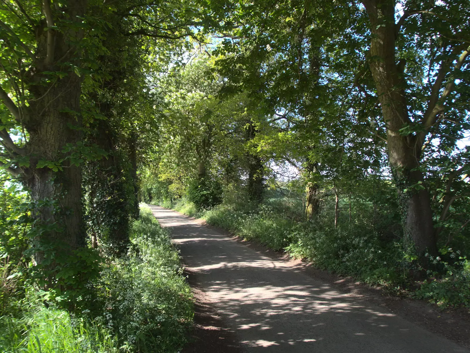 The lane to Thornham is in full leaf, from The BSCC at the Ampersand Tap, Sawmills Road, Diss, Norfolk - 20th May 2021