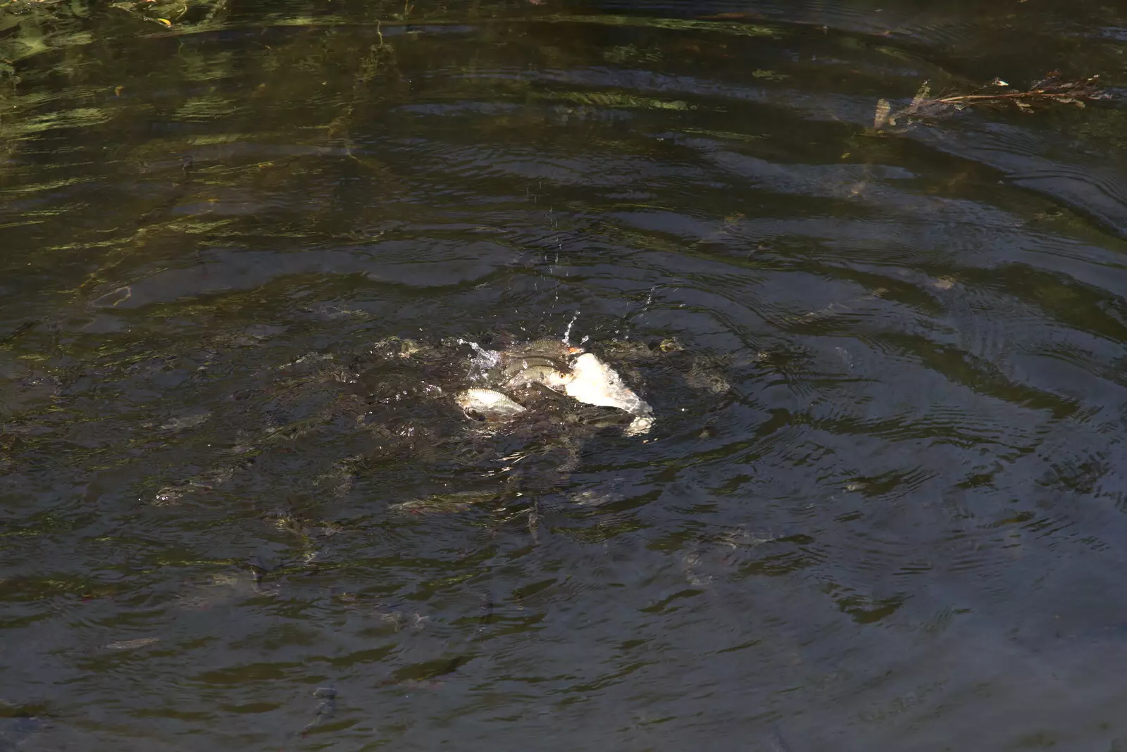 A frenzy of fish feast on a wheat tortilla wrap, from A Day at the Beach with Sis, Southwold, Suffolk - 31st May 2021