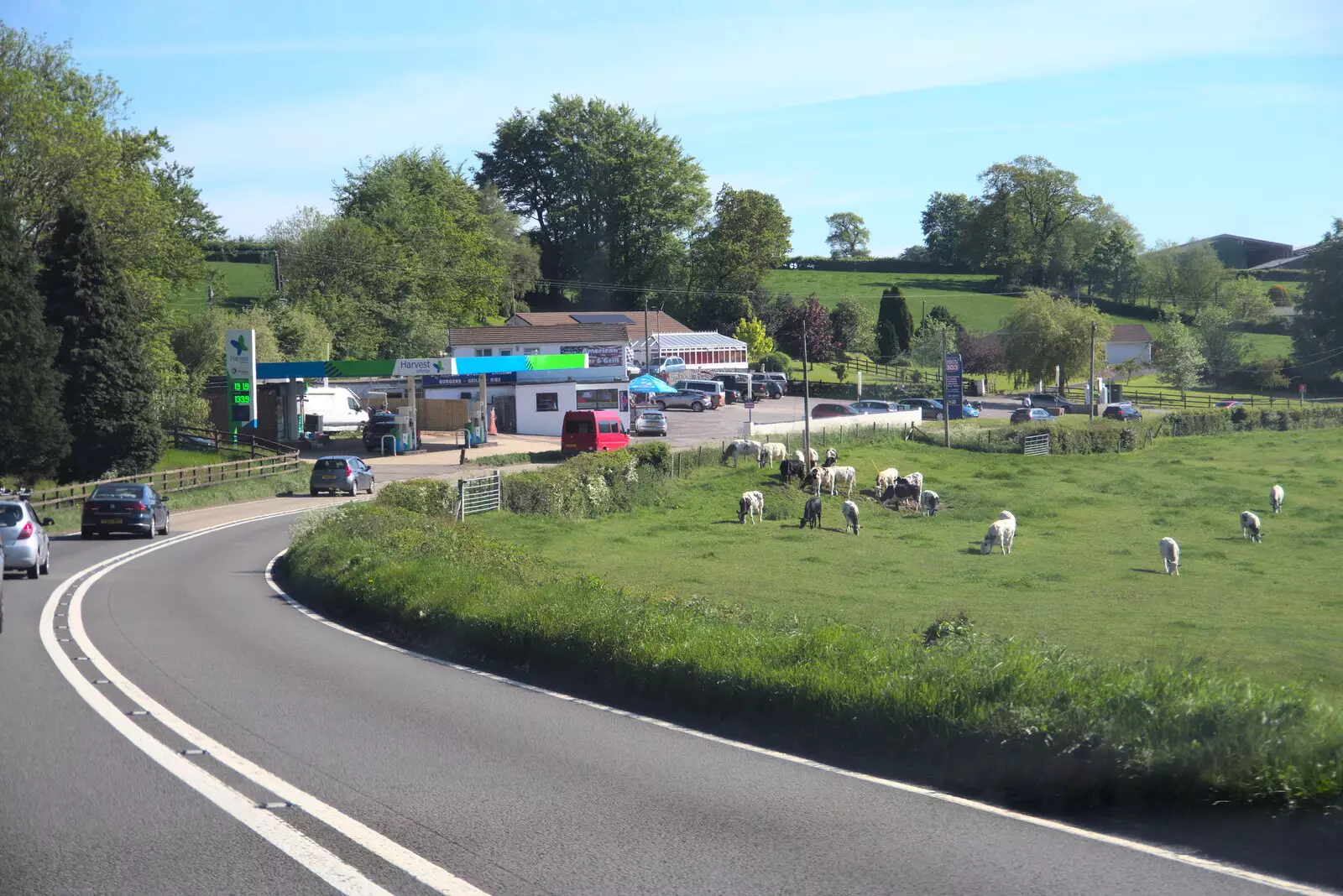 A herd of cows near the A303, from A Trip to Grandma J's, Spreyton, Devon - 2nd June 2021