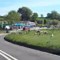 A herd of cows near the A303, A Trip to Grandma J's, Spreyton, Devon - 2nd June 2021