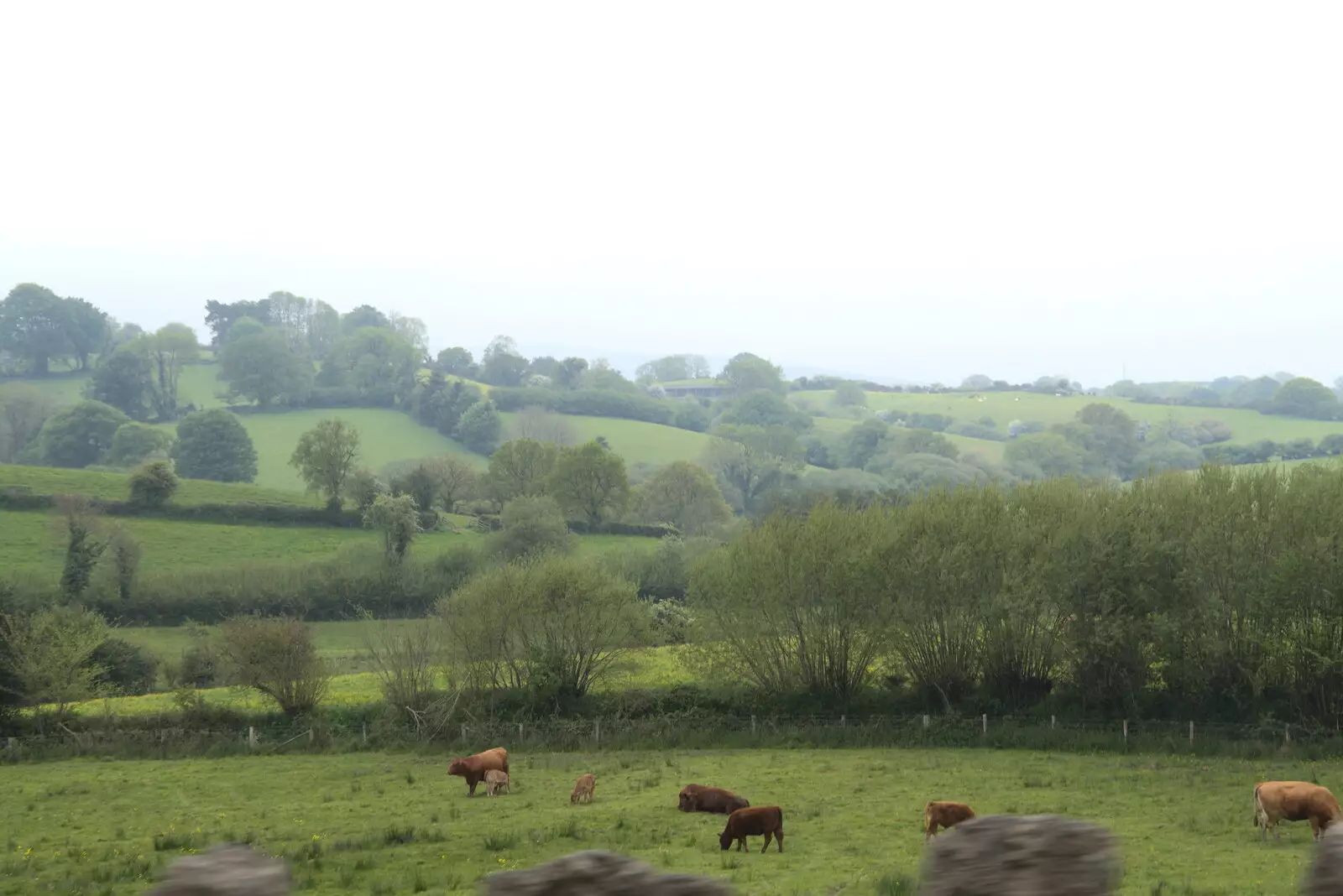 Cows in a field on the way back to Bovey, from A Trip to Grandma J's, Spreyton, Devon - 2nd June 2021