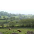 Cows in a field on the way back to Bovey, A Trip to Grandma J's, Spreyton, Devon - 2nd June 2021