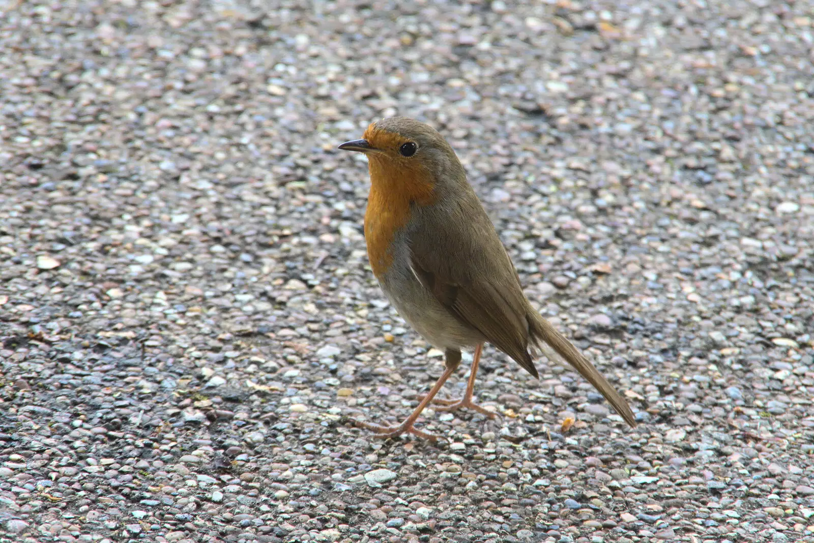 A robin in Abbey Gardens, from A Weekend at the Angel Hotel, Bury St. Edmunds, Suffolk - 5th June 2021