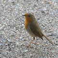 A robin in Abbey Gardens, A Weekend at the Angel Hotel, Bury St. Edmunds, Suffolk - 5th June 2021