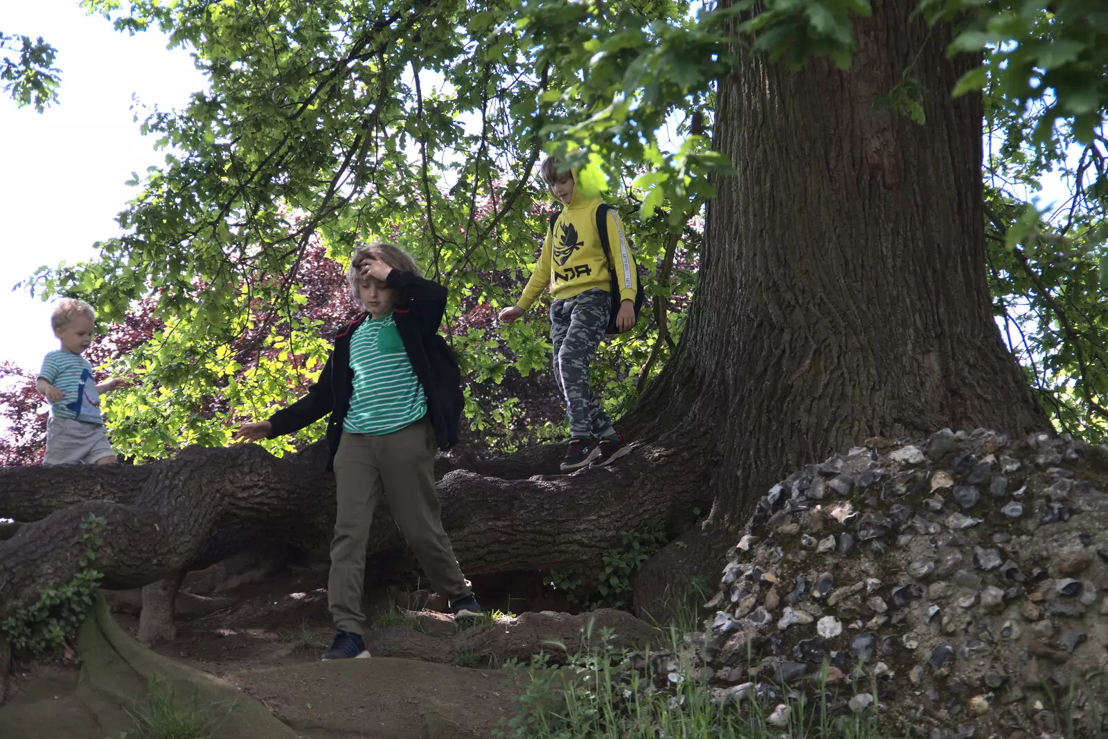 The boys climb around a tree, from A Weekend at the Angel Hotel, Bury St. Edmunds, Suffolk - 5th June 2021