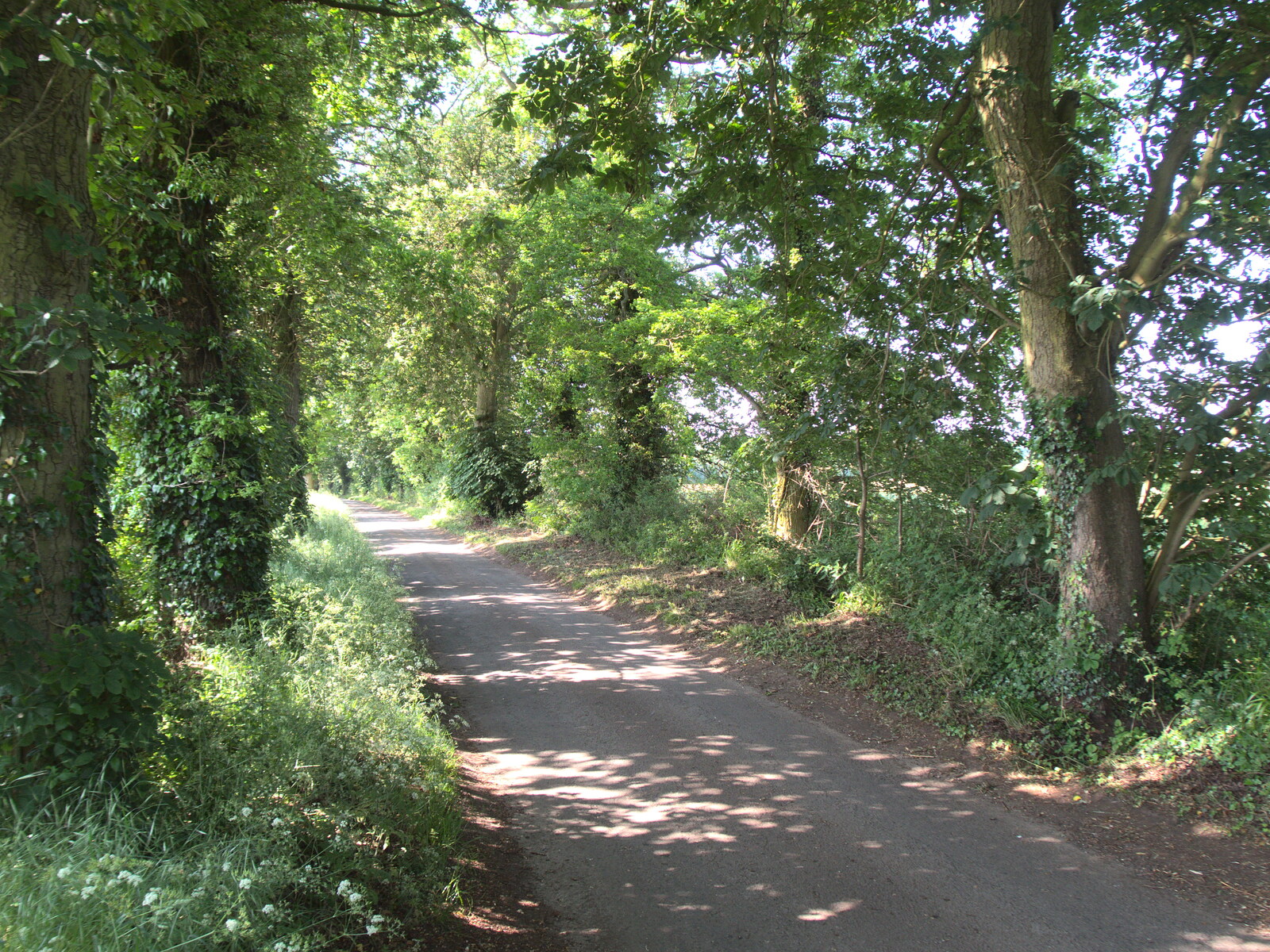Thornham Road is in full summer leaf from A Visit to the Kittens, Scarning, Norfolk - 13th June 2021
