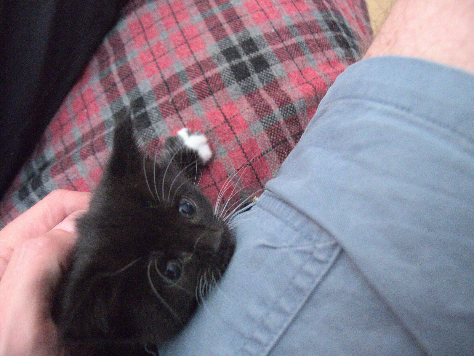 A tiny kitten appears from A Visit to the Kittens, Scarning, Norfolk - 13th June 2021