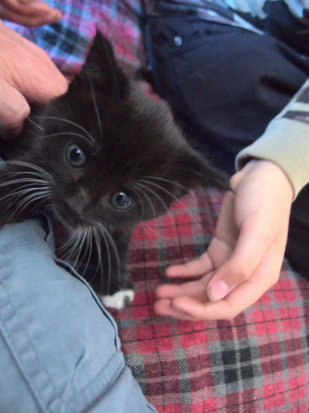 One of the kittens explores the new, from A Visit to the Kittens, Scarning, Norfolk - 13th June 2021