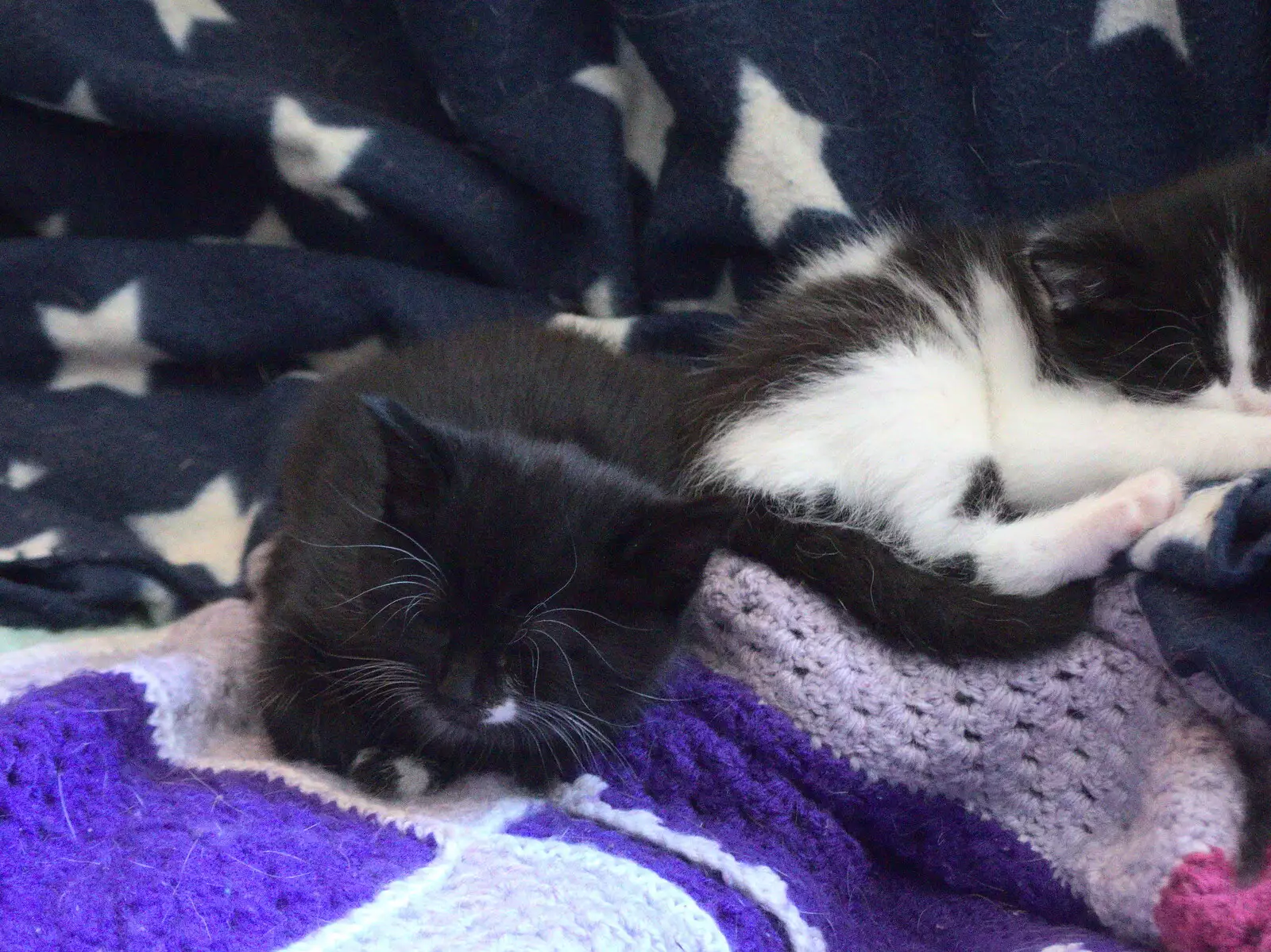 There's a bit of a doze, from A Visit to the Kittens, Scarning, Norfolk - 13th June 2021