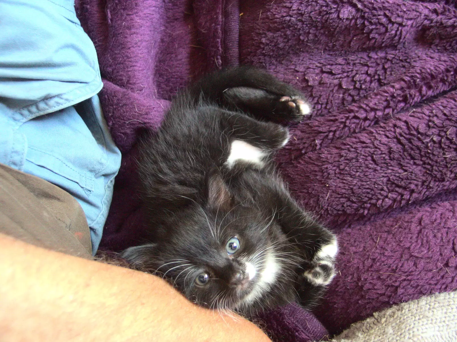 Kitten B looks up, from A Visit to the Kittens, Scarning, Norfolk - 13th June 2021