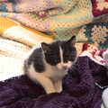 Another kitten sibling, A Visit to the Kittens, Scarning, Norfolk - 13th June 2021