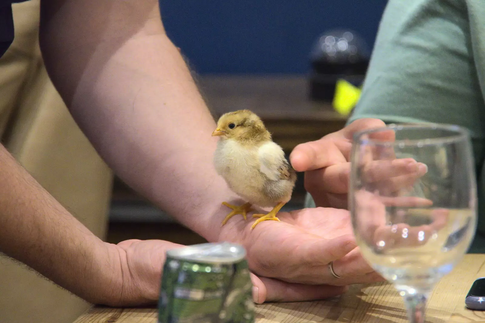 The fluffy chick gets a stroke, from Suze-fest, Braisworth, Suffolk - 19th June 2021