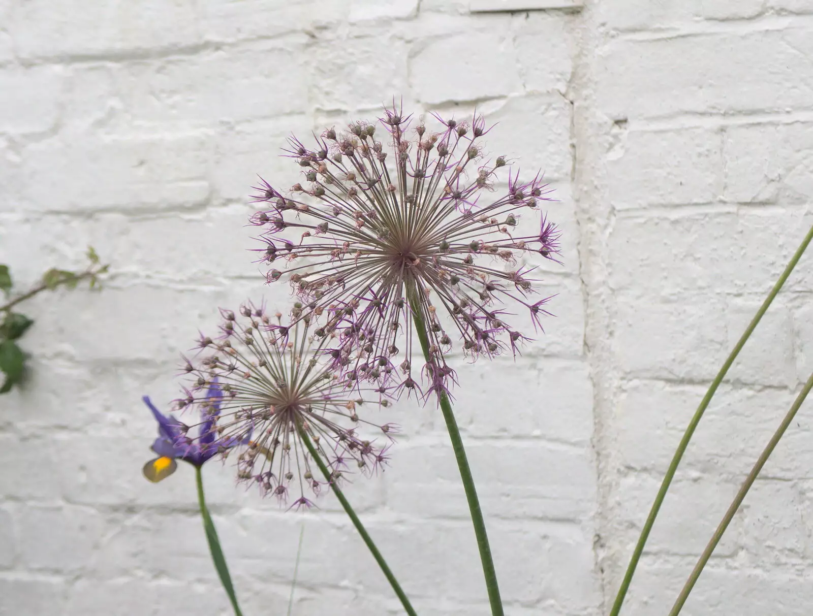 Some sort of allium flower, from The BSCC at Earl Soham and at Colin and Jill's, Eye, Suffolk - 26th June 2021